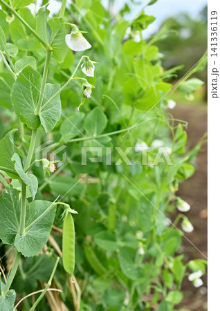 植物:エンドウ マメ科 植物:エンドウ マメ科 141336119