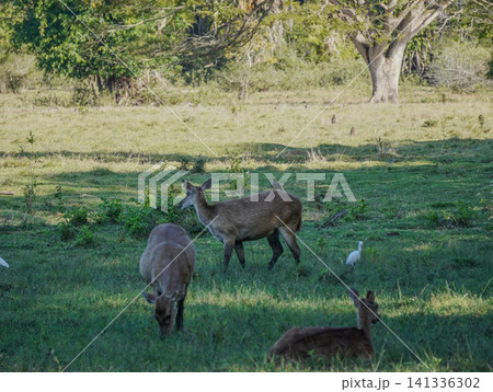 Wide view of the natural savanna ecosystem in Sadengan, a protected habitat for Javan banteng ,deer. and other animals Wide view of the natural savanna ecosystem in Sadengan, a protected habitat for Javan banteng ,deer. and other animals 141336302
