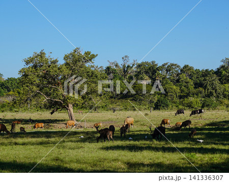Wide view of the natural savanna ecosystem in Sadengan, a protected habitat for Javan banteng ,deer. and other animals Wide view of the natural savanna ecosystem in Sadengan, a protected habitat for Javan banteng ,deer. and other animals 141336307