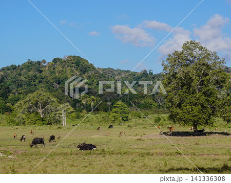 Wide view of the natural savanna ecosystem in Sadengan, a protected habitat for Javan banteng ,deer. and other animals Wide view of the natural savanna ecosystem in Sadengan, a protected habitat for Javan banteng ,deer. and other animals 141336308