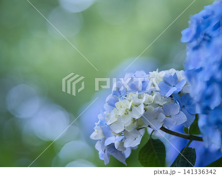 青い紫陽花 青い紫陽花 141336342