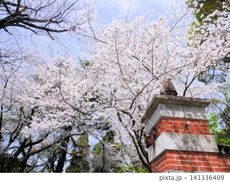 熊本大学 赤門の桜 (熊本県熊本市) 熊本大学 赤門の桜 (熊本県熊本市) 141336409