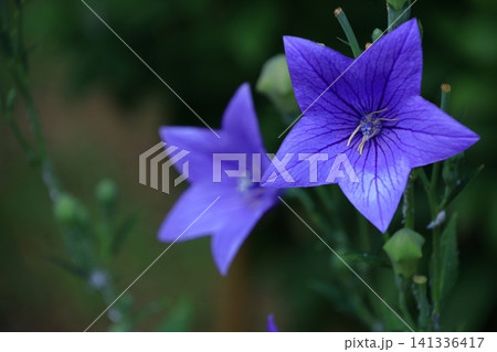 仕事運アップの花 仕事運アップの花 141336417