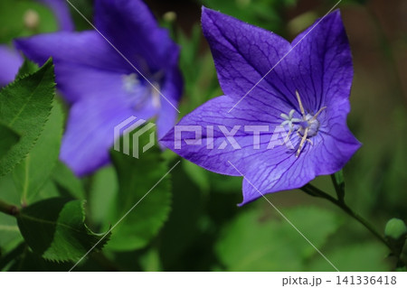 仕事運アップの花 仕事運アップの花 141336418