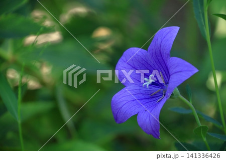仕事運アップの花 仕事運アップの花 141336426