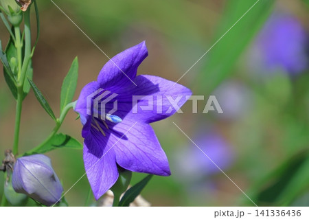 仕事運アップの花 仕事運アップの花 141336436