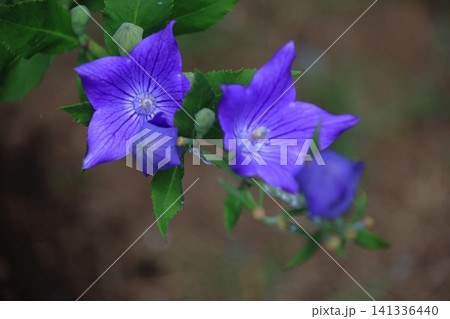 仕事運アップの花 仕事運アップの花 141336440