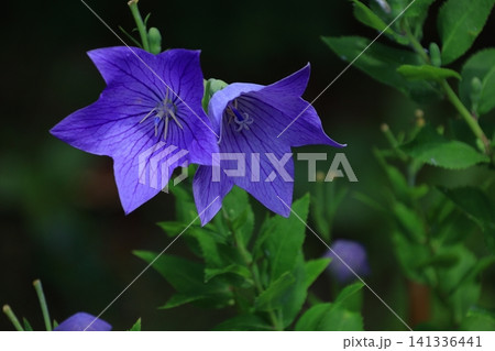仕事運アップの花 141336441