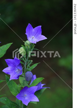 仕事運アップの花 141336442