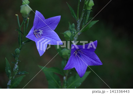 仕事運アップの花 仕事運アップの花 141336443