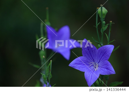 仕事運アップの花 141336444
