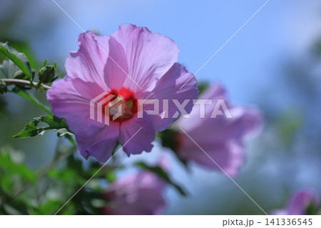 夏の茶室を彩る 夏の茶室を彩る 141336545