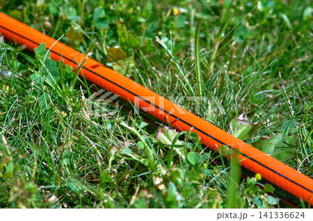 Summer irrigation.Orange watering rubber hose lying on grass 141336624
