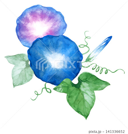 朝顔 夏の花 水彩 イラスト 朝顔 夏の花 水彩 イラスト 141336652