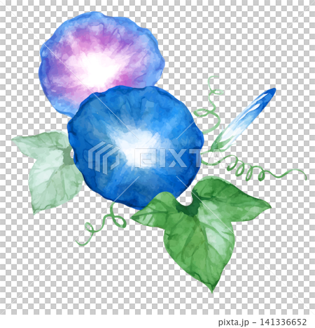 朝顔 夏の花 水彩 イラスト 朝顔 夏の花 水彩 イラスト 141336652