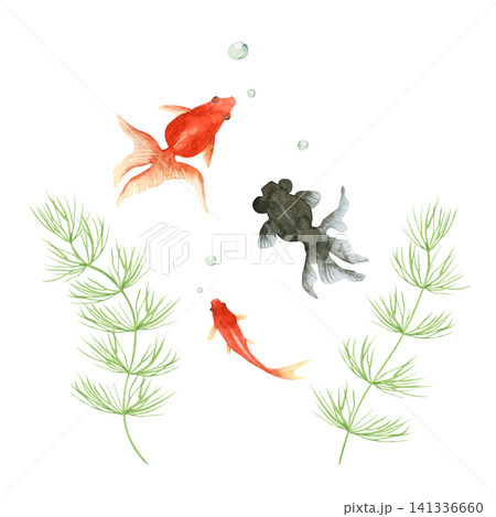 金魚 出目金 水彩 イラスト 金魚 出目金 水彩 イラスト 141336660
