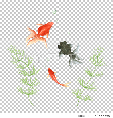 金魚 出目金 水彩 イラスト 金魚 出目金 水彩 イラスト 141336660