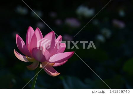 神聖な花 神聖な花 141336740