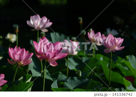 神聖な花 神聖な花 141336742