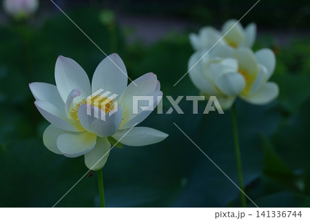 神聖な花 神聖な花 141336744