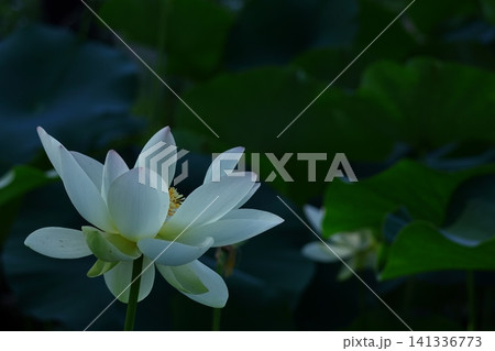 神聖な花 141336773