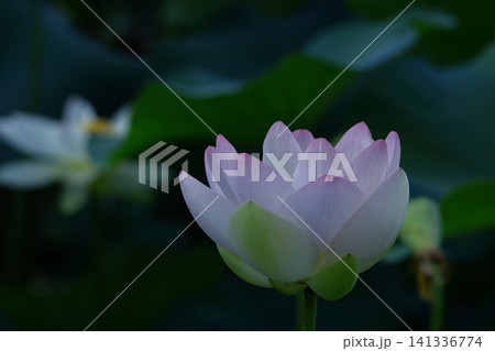 神聖な花 神聖な花 141336774