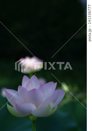 神聖な花 141336777