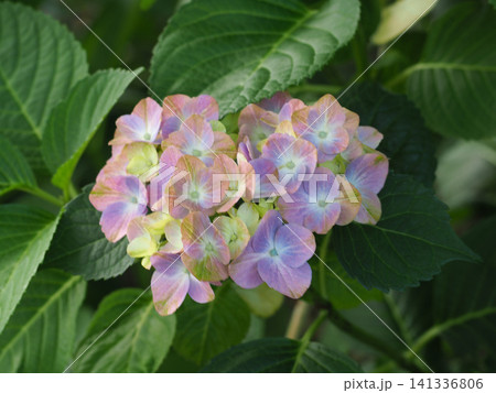 梅雨に咲く紫陽花 141336806