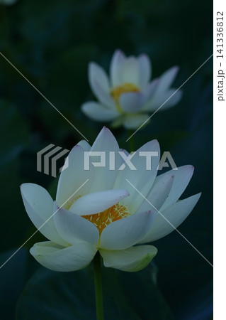 神聖な花 神聖な花 141336812