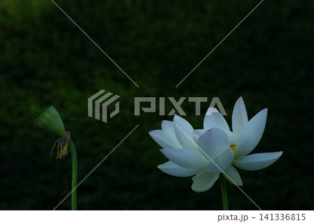 神聖な花 神聖な花 141336815