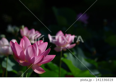 神聖な花 神聖な花 141336819
