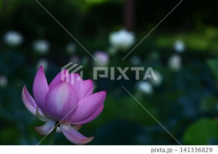 神聖な花 神聖な花 141336829