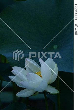 神聖な花 神聖な花 141336831