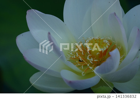 神聖な花 神聖な花 141336832