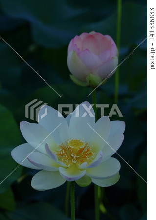 神聖な花 神聖な花 141336833