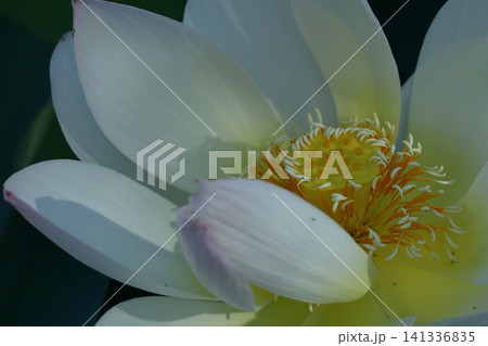 神聖な花 神聖な花 141336835
