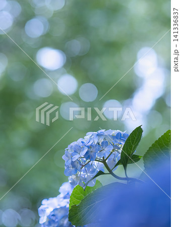 木漏れ日と紫陽花 141336837