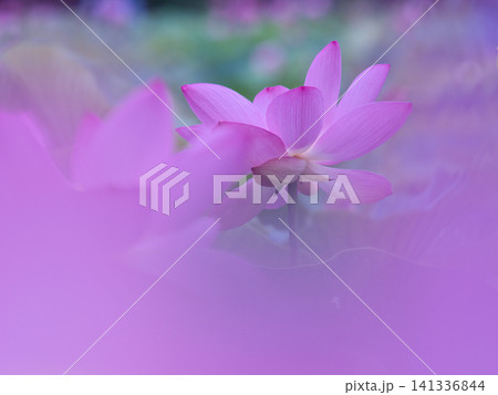 蓮の花のある風景 蓮の花のある風景 141336844