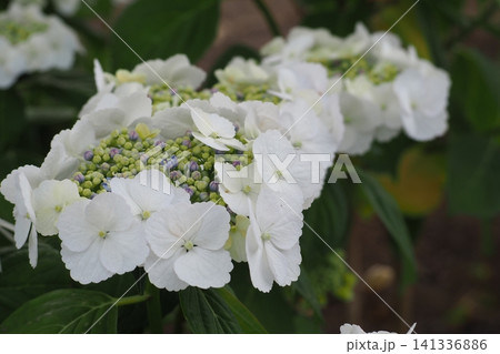 白い紫陽花 白い紫陽花 141336886