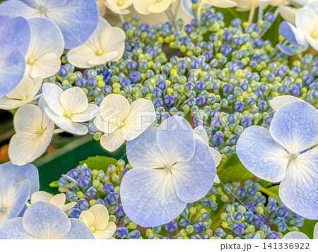 水色の紫陽花 水色の紫陽花 141336922