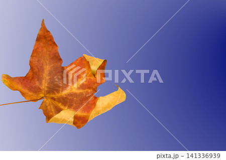Maple autumn colored leaf on blue gradient,text notice Maple autumn colored leaf on blue gradient,text notice 141336939