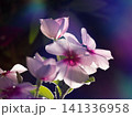 ニチニチソウ 141336958