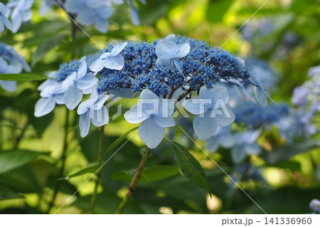 青い紫陽花 141336960