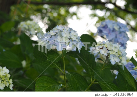 青い紫陽花 141336964