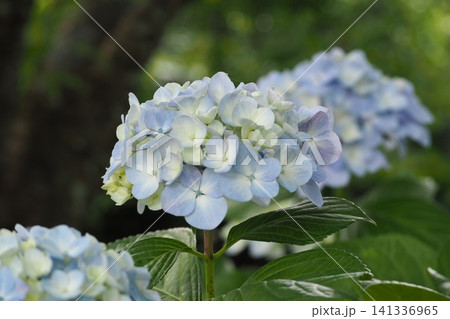 青い紫陽花 青い紫陽花 141336965