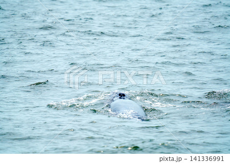 Large whale surfacing in blue ocean water, showing blowhole and back above ripples. Marine wildlife sighting in natural habitat during whale watching tour on calm sea surface with soft waves. Large whale surfacing in blue ocean water, showing blowhole and back above ripples. Marine wildlife sighting in natural habitat during whale watching tour on calm sea surface with soft waves. 141336991