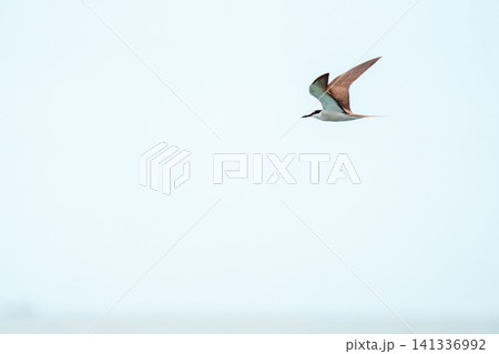 Bridled tern seabird soaring through a bright minimalist white sky. High key wildlife photography showing the brown and white bird in mid-air flight against a pale overcast background. Bridled tern seabird soaring through a bright minimalist white sky. High key wildlife photography showing the brown and white bird in mid-air flight against a pale overcast background. 141336992
