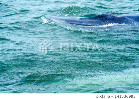 Detailed close-up shot of a massive whale surfacing in the ocean. The whale blowhole and dark skin are visible above the turquoise water with ripples and white foam. Nature wildlife photography. Detailed close-up shot of a massive whale surfacing in the ocean. The whale blowhole and dark skin are visible above the turquoise water with ripples and white foam. Nature wildlife photography. 141336993