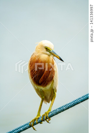 Javan Pond Heron in vibrant breeding plumage perched on a blue nautical rope. Elegant water bird portrait with cinnamon neck feathers and yellow eyes against a soft blurred background. Javan Pond Heron in vibrant breeding plumage perched on a blue nautical rope. Elegant water bird portrait with cinnamon neck feathers and yellow eyes against a soft blurred background. 141336997
