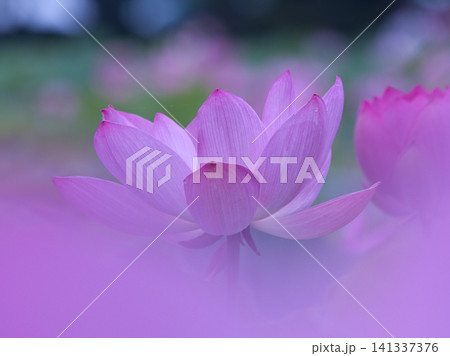 ピンク色に囲まれた蓮の花 ピンク色に囲まれた蓮の花 141337376